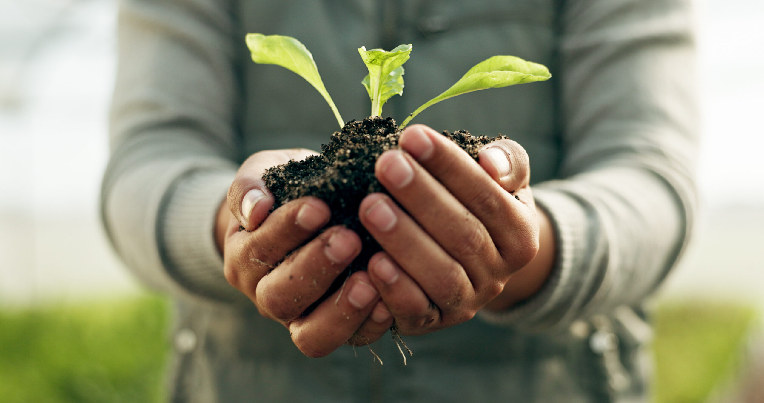 person holding plant with soil